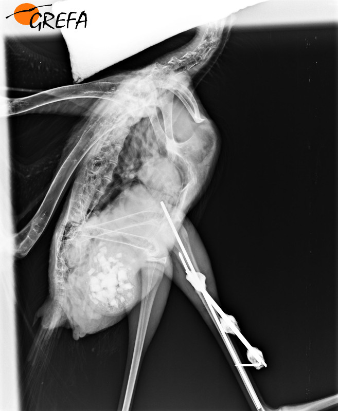 Radiografía de fijador en el tibiotarso de una cigüeña blanca.
