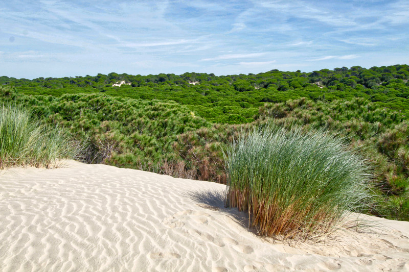 Estampa típica de Doñana, con dunas y pinares. Foto: Tyros.andi / Wikicommons.