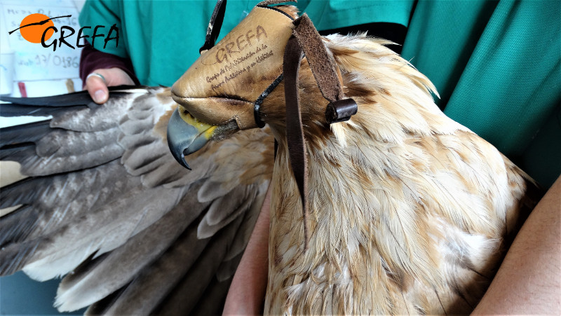 Exploración al águila imperial tras su ingreso en el hospital de fauna de GREFA.