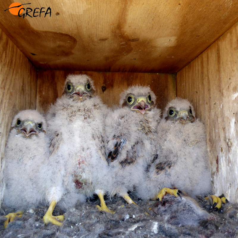 Pollos ce cernícalo de unos quince días de edad en una de las cajas nido revisadas este año en Castilla y León.