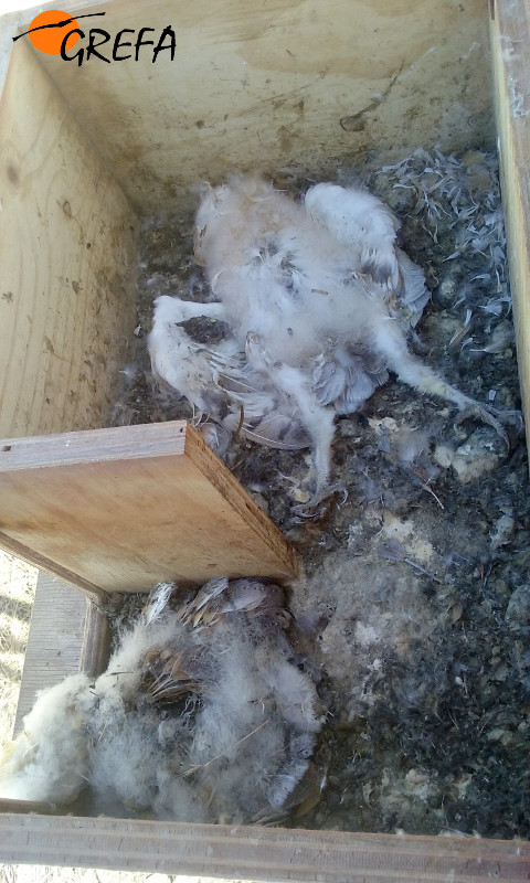Pollos de lechuza muertos en el interior de una caja nido.