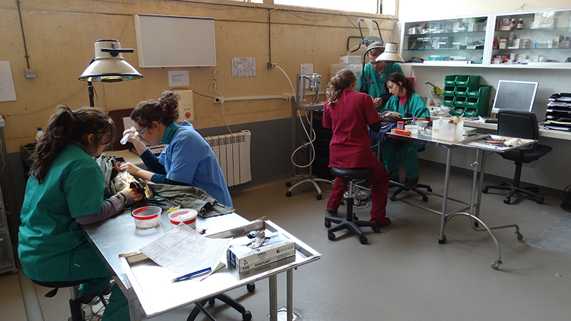 Los voluntarios permiten tener la enfermería del hospital de fauna de GREFA a pleno rendimiento.