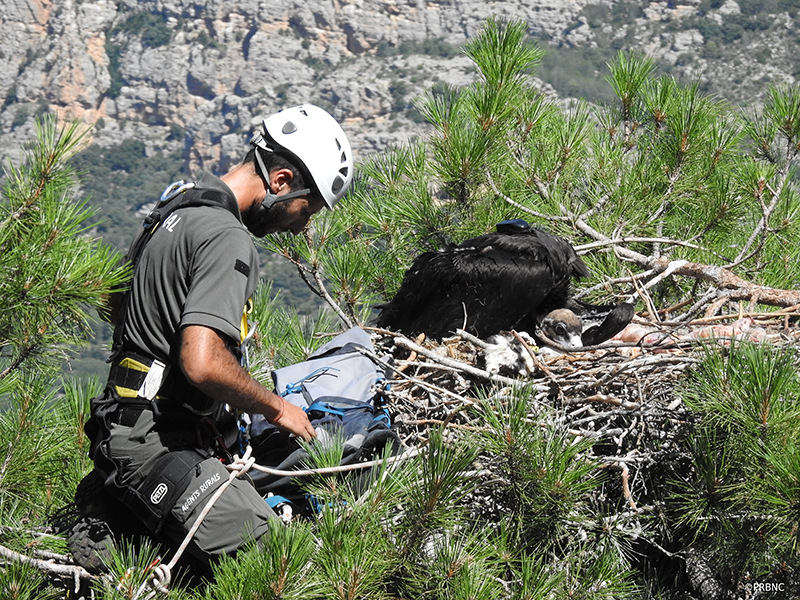 Un Agente Rural observa al pollo de los buitres negros "Pan" y "Gerard", tras devolverlo a su nido con el emisor GPS ya colocado. Foto: PRBNC.
