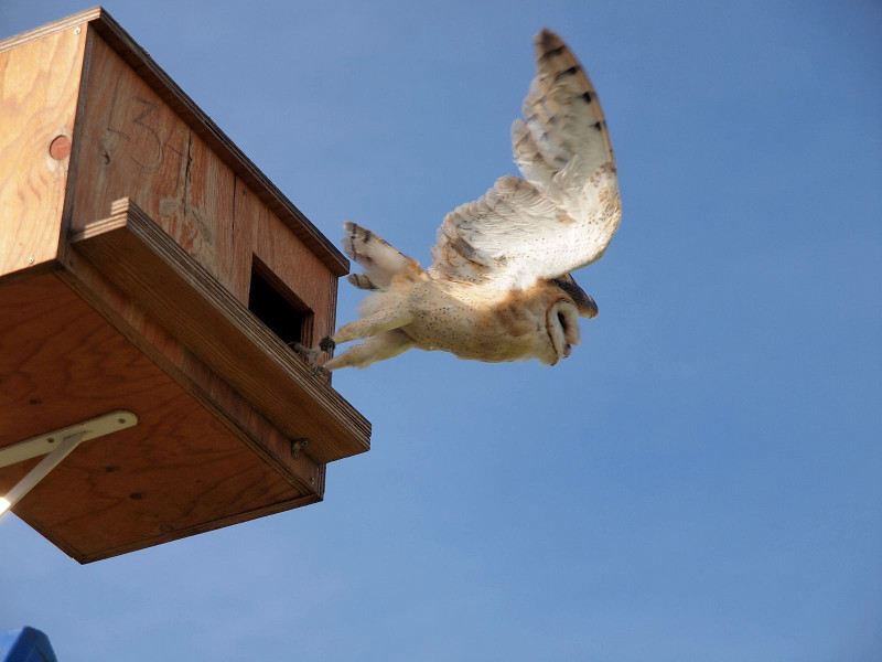 Una lechuza emprende el vuelo desde el interior de la caja nido que ocupa. Foto: Daniel Álvarez.