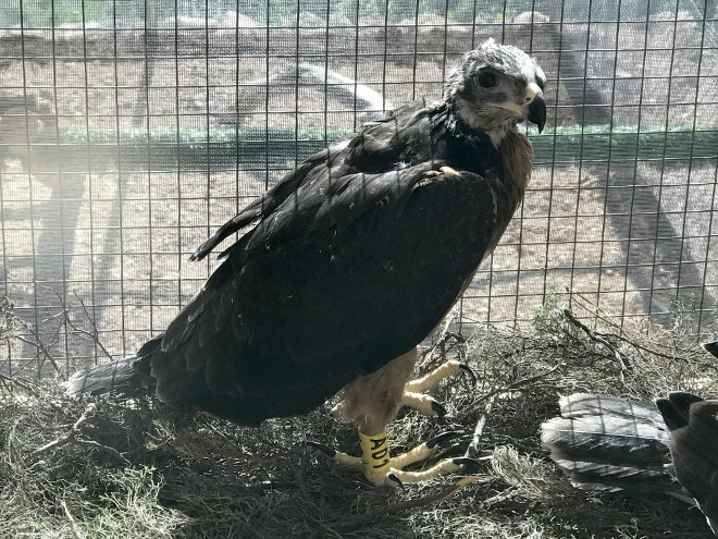 Uno de los pollos de águila de Bonelli, en la jaula-hacking construida en el Parque Regional de Tepilora (Cerdeña).