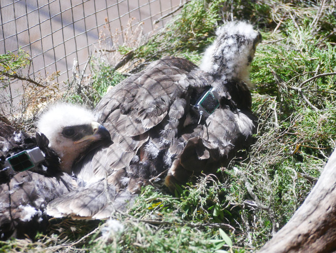 Dos de los pollos de águila de Bonelli, con sus emisores visibles, en la jaula-hacking construida en el Parque Regional de Tepilora (Cerdeña).