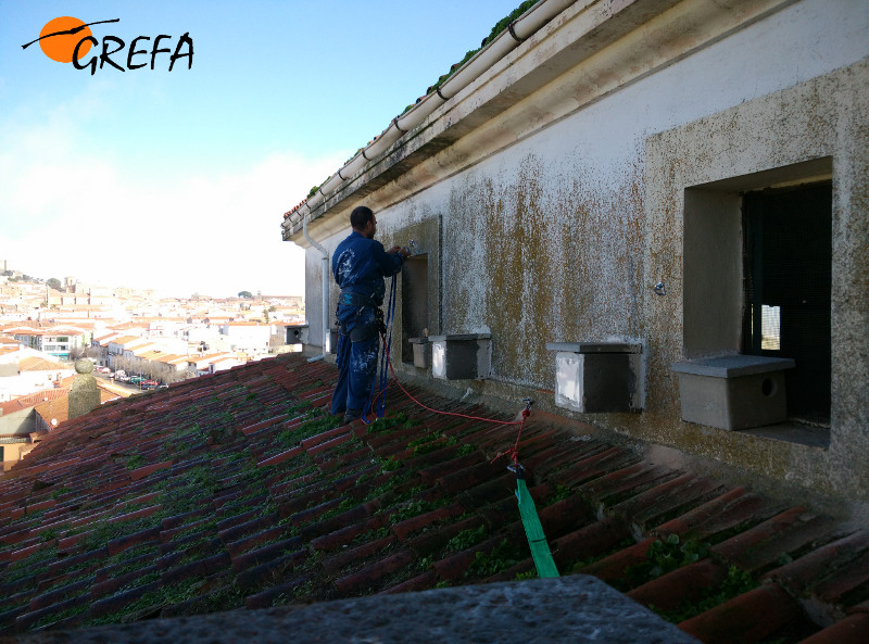 Un trabajador de GREFA revisa varios nidales de cernícalo primilla en el silo pequeño de Trujillo (Cáceres).