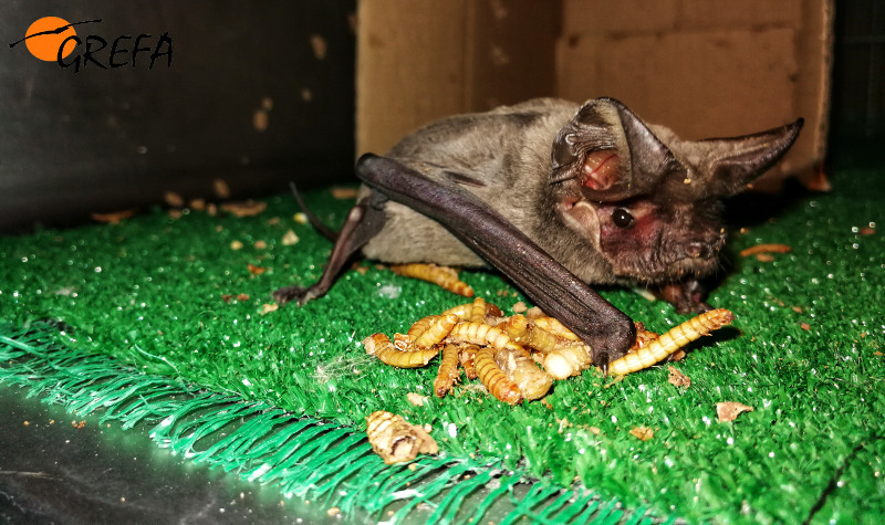 El ejemplar de murciélago rabudo que ha ingresado en GREFA, junto a las larvas de tenebrio de las que se está alimentando.