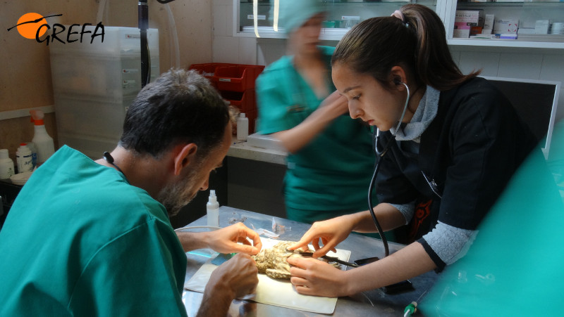 Una de las muchas labores del día a día en el hospital de fauna de GREFA: auscultación y preparativos en un mochuelo para entrar a quirófano.