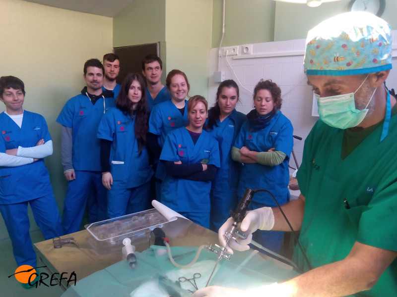 Los alumnos del curso observan atentos mientras Fernando González, director del hospital de fauna de GREFA, realiza una endoscopia exploratoria a un cernícalo vulgar.