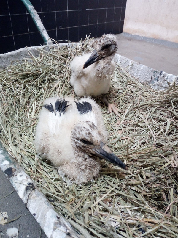 Los dos pollos de cigüeña destinados a su reintroducción en el Zoo de Madrid, cuando aún permanecían en las instalaciones de GREFA.