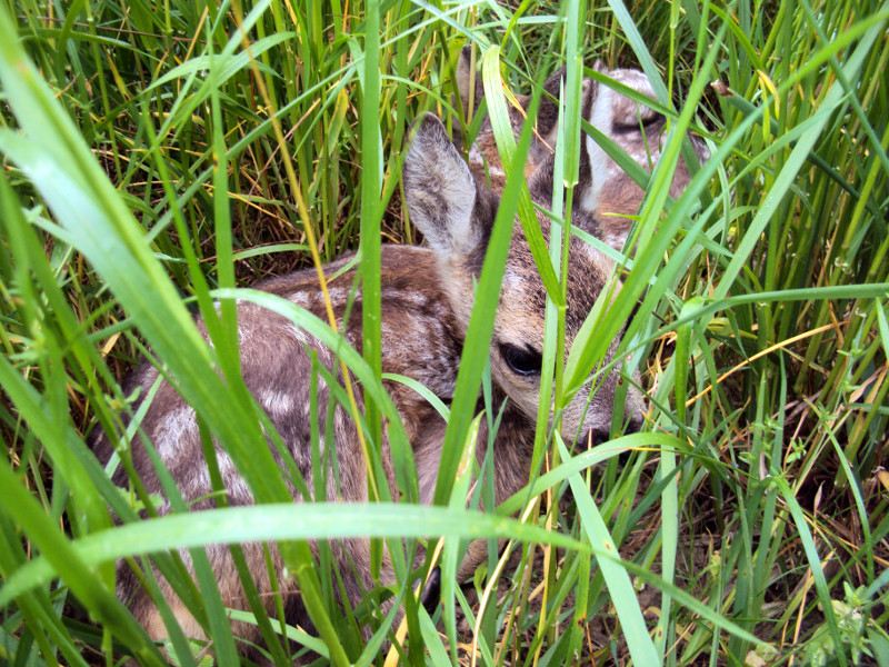 Dos corcinos permanecen ocultos en un herbazal. Foto: Dendrofil / Wikicommons.