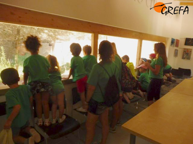 Niños de un colegio miran por un cristal espía a un recinto con ejemplares vivos de fauna irrecuperable, en el Aula de Cambio Climático de GREFA.