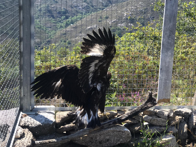 Otra imagen del águila real procedente de la provincia de Granada y que pasó por nuestro centro, en la zona de liberación del Parque Nacional Peneda-Gerês (Portugal).