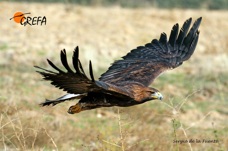 Águila real marcada en vuelo, con anilla visible. Foto: Sergio de la Fuente / GREFA.