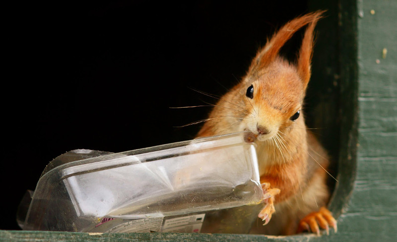 Una ardilla roja se lleva a la boca un envase plástico. Foto: Peter Trimming / Wikicommons.
