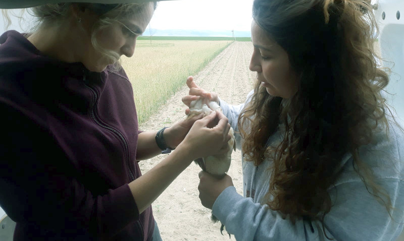Laura Suárez, veterinaria de GREFA (izquierda), y la becaria Ana Alonso examinan a un pollo de lechuza de los nacidos en las cajas nido que GREFA coloca en Castilla y León para el control biológico del topillo.