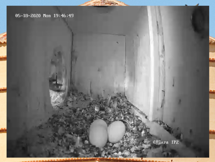 Puesta de tres huevos (de momento) en el interior de la caja nido del primillar de Pinto (Madrid) que podemos visualizar en directo a través del canal de Youtube de GREFA. La imagen es del 18 de mayo de 2020.