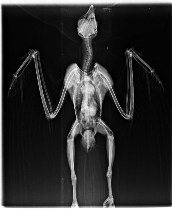 Radiografía del milano negro abatido, en la que se ve un perdigón cercano al hombro derecho afectado.