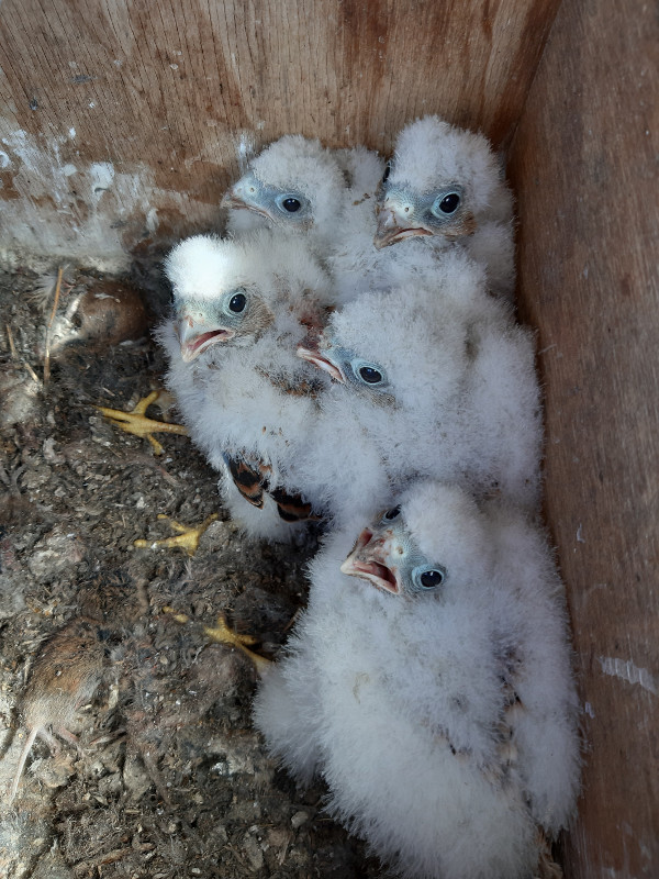 Estos cinco pollos nacidos en 2021 pertenecen a la pareja de cernícalo primilla más prolífica de las que crían en las cajas nido colocadas en Villalón de Campos (Valladolid).