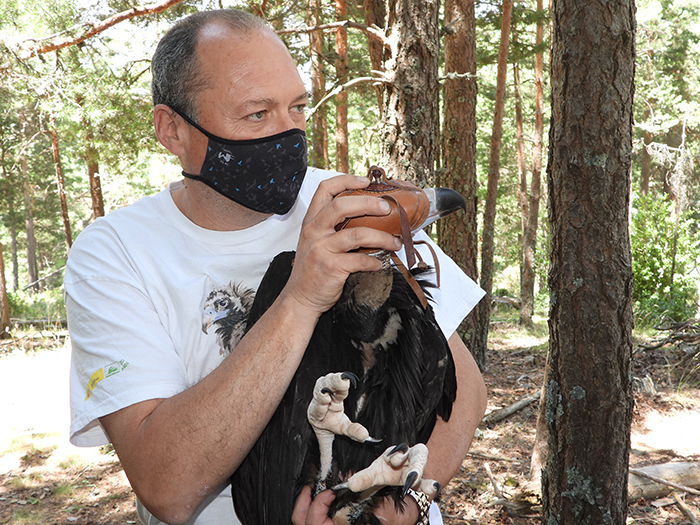 Javier Rabadán con uno de los primeros pollos de buitre negro nacidos y marcados en la sierra de la Demanda gracias al Proyecto Monachus de GREFA.