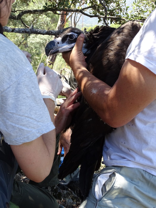 Chequeo veterinario del pollo que es hijo del buitre negro "Escobalón" durante su marcaje con GPS en el suroeste de la Comunidad de Madrid.