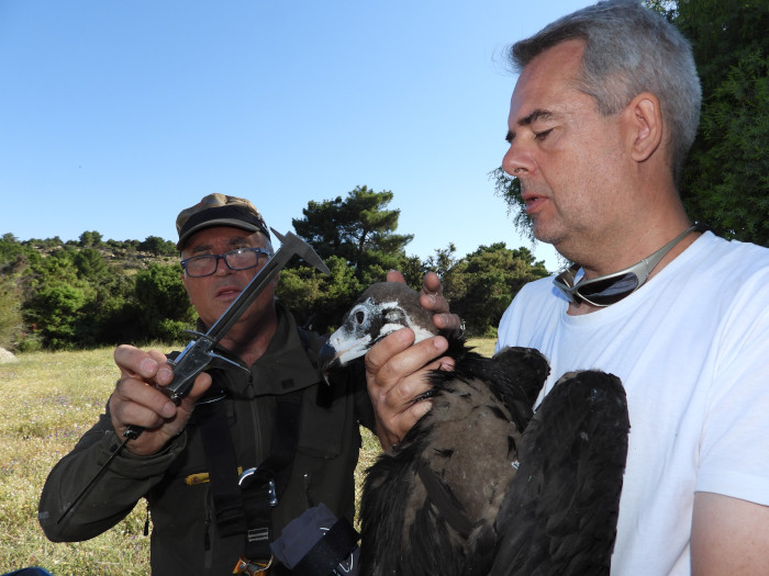 Víctor García Matarranz, del Miteco, con la ayuda de Miguel Marco, de GREFA, realiza medidas biométricas a un pollo de buitre negro de la provincia de Ávila durante su marcaje con GPS.