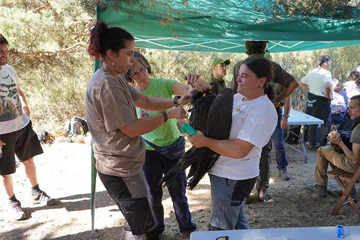 Momento del marcaje con un emisor GPS de un buitre destinado a su liberación en la Sierra de la Demanda.