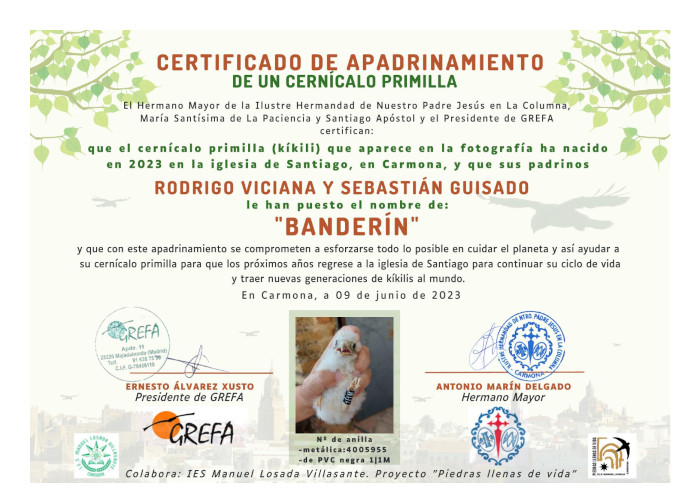 Diplomas de apadrinamiento de uno de los pollos de cernícalo primilla nacidos este año en la colonia de la iglesia de Santiago, de Carmona (Sevilla).