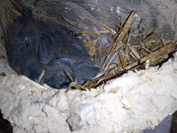 Pollos de golondrina dentro del nido construido por GREFA.