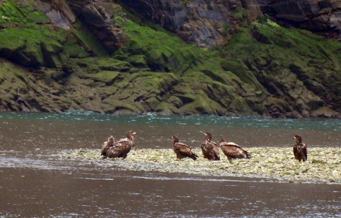 Varios pigargos europeos liberados en Asturias, en la orilla de la ría de Tina Mayor.