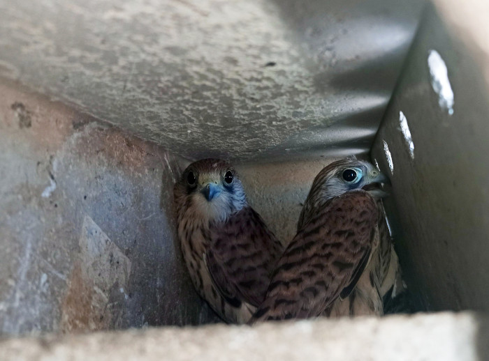 Dos pollos de cernícalo primilla ocupan el interior de uno de los nidos artificiales instalados en el gran silo de Trujillo ("Senpa")