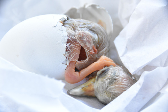 Momento de la eclosión de un pollo de cigüeña negra tras pasar por una de las incubadoras de GREFA.
