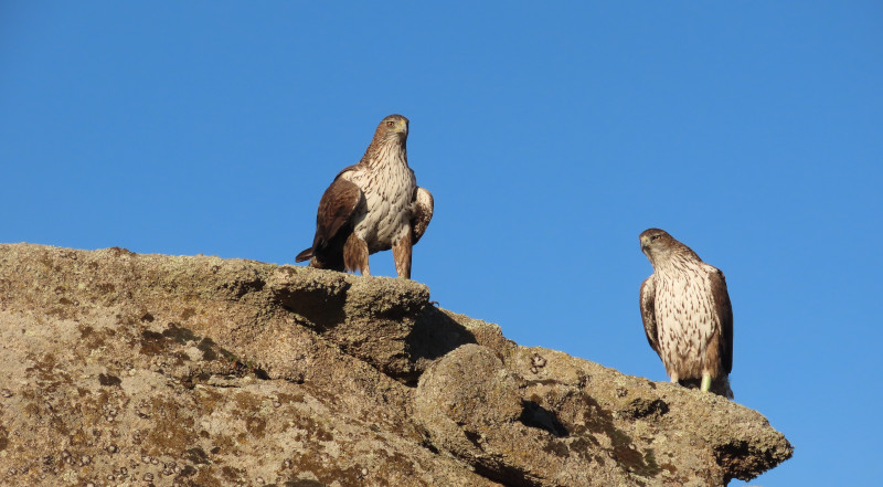 Pareja reproductora de águila de Bonelli de la Comunidad de Madrid sobre una roca. Ambos ejemplares han sido reintroducidos.