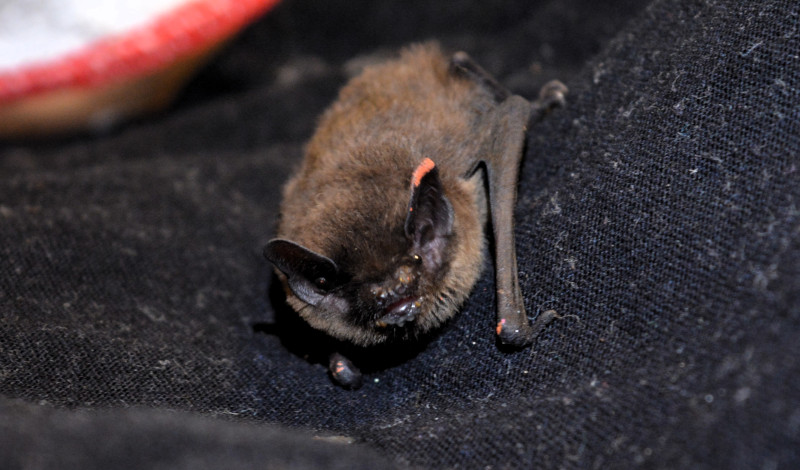 "Naranja", una de las crías de murciélago que cuidamos en GREFA y liberamos en 2023.