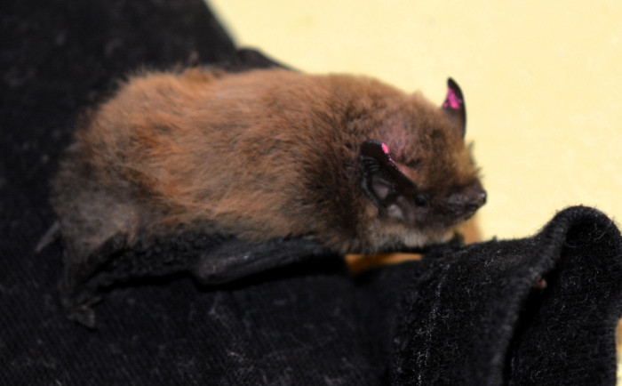 "Rosa", al igual que "Naranja", fue otra cría de murciélago que recuperamos con éxito el año pasado.