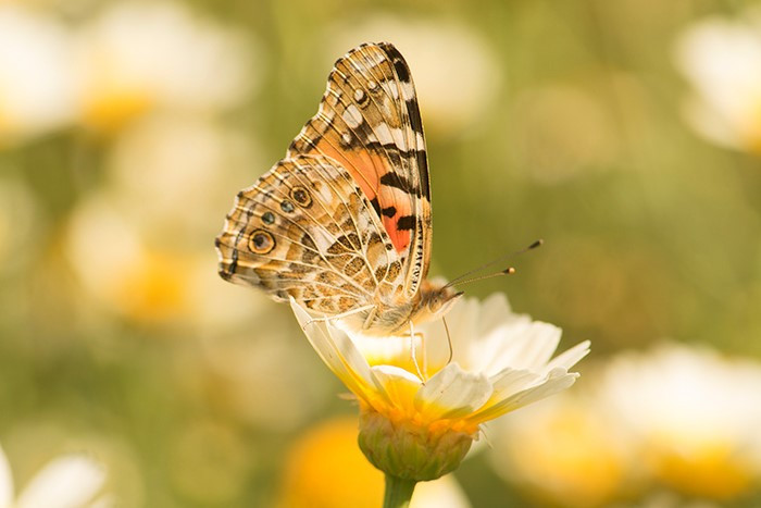 Vanesa de los cardos (Vanessa cardui), mariposa migratoria detectada durante el estudio de polinizadores.