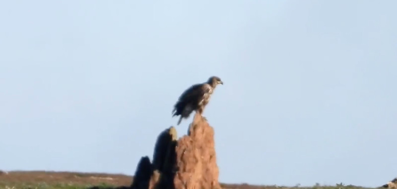 Pigargo europeo observado en Aracena (Huelva), fotografiado en la distancia.