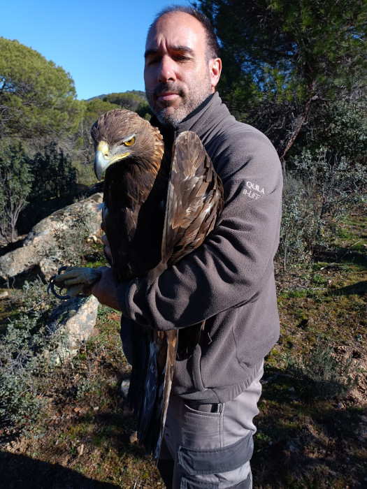 El¡ águila real "Gamo", en brazos de un técnico de GREFA.