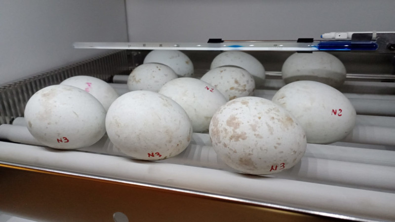 Huevos de águila de Bonelli de la temporada de cría de 2024 en una incubadora de GREFA.