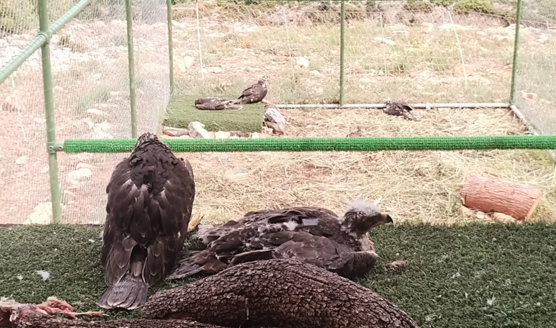 Los cinco pollos de águila de Bonelli trasladados a la sierra de Guara (Huesca), ya dentro de la "jaula-hacking".