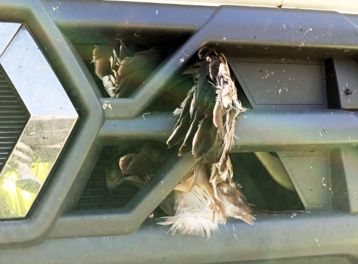 Impactante imagen de cómo fue encontrada el águila calzada, con vida, en el frontal del camión.