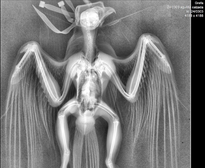 Radiografía del águila calzada en la que se aprecia la fractura en el cúbito derecho.