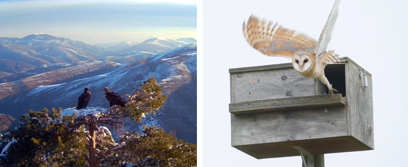 De izquierda a derecha, imágenes correspondientes a los dos proyectos finalistas de GREFA en los Premios Europeos Natura 2000: el Proyecto Monachus y al Control Biológico del Topillo Campesino.