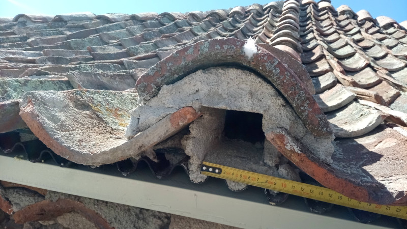 Hueco de entrada a uno de los nidos para cernícalo primilla creados por GREFA en el nuevo tejado del Torreón de Lozoya (Segovia).