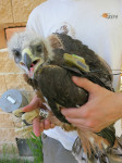 1. Águila perdicera de pocas semanas de edad, lista para su liberación en el medio natural, con el emisor satelital al dorso.