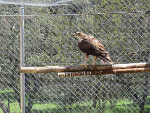2. Un águila perdicera adulta reposa en su instalación del centro de fauna silvestre de GREFA (en Majadahonda, Madrid).
