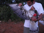 4. Un naturalista de GREFA examina a un águila perdicera adulta antes de que el ave sea liberada en el medio natural.