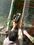 6. Un naturalista de GREFA introduce a un águila perdicera joven en el jaulón que servirá de nido artificial al ave, en una fase previa a su liberación definitiva.