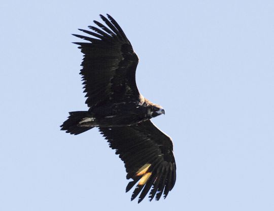 Abutre-preto em voo depois de ser libertado na Serra de la Demanda. Foto: GREFA